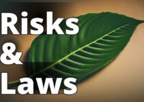 Kratom: Health Risks And Legality Demystified – A Must-Read Guide